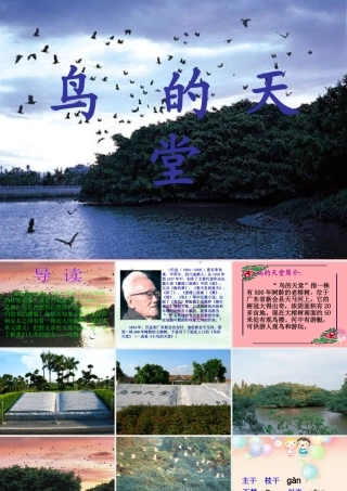 六年级语文上册 第4课 鸟的天堂课件1 西师大版-西师大版小学六年级上册语文课件