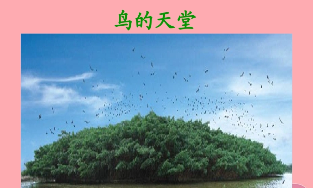 六年级语文上册 第4课 鸟的天堂课件2 西师大版-西师大版小学六年级上册语文课件