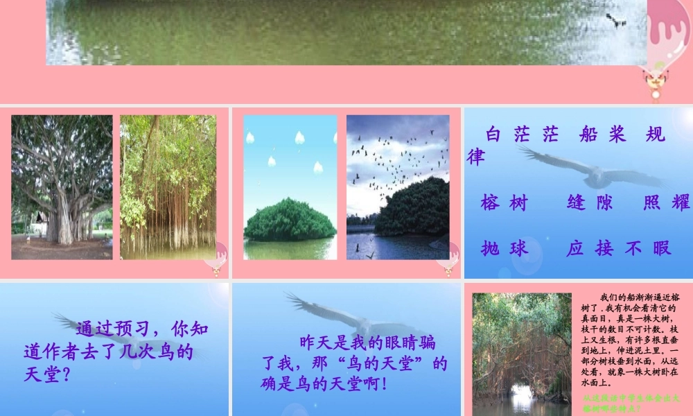 六年级语文上册 第4课 鸟的天堂课件2 西师大版-西师大版小学六年级上册语文课件