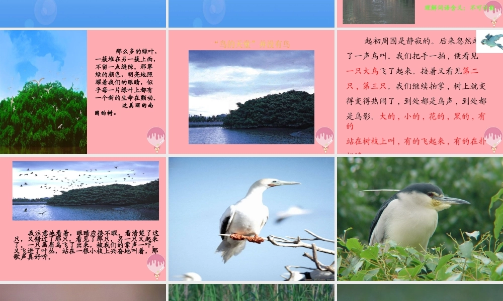 六年级语文上册 第4课 鸟的天堂课件2 西师大版-西师大版小学六年级上册语文课件