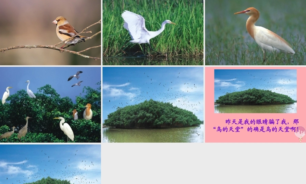 六年级语文上册 第4课 鸟的天堂课件2 西师大版-西师大版小学六年级上册语文课件