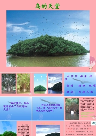 六年级语文上册 第4课 鸟的天堂课件2 西师大版-西师大版小学六年级上册语文课件