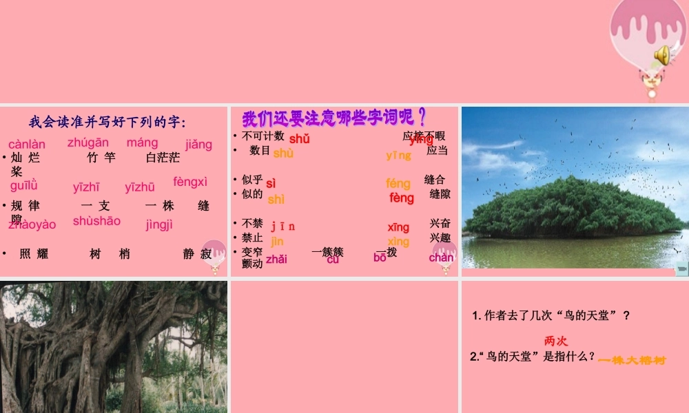 六年级语文上册 第4课 鸟的天堂课件3 西师大版-西师大版小学六年级上册语文课件