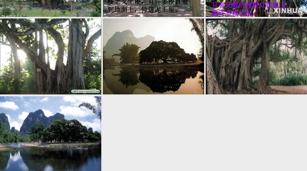 六年级语文上册 第4课 鸟的天堂课件4 西师大版-人教版小学六年级全册语文课件