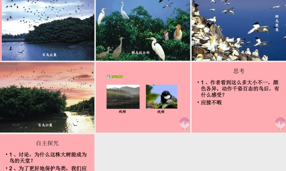 六年级语文上册 第4课 鸟的天堂课件5 西师大版-西师大版小学六年级上册语文课件