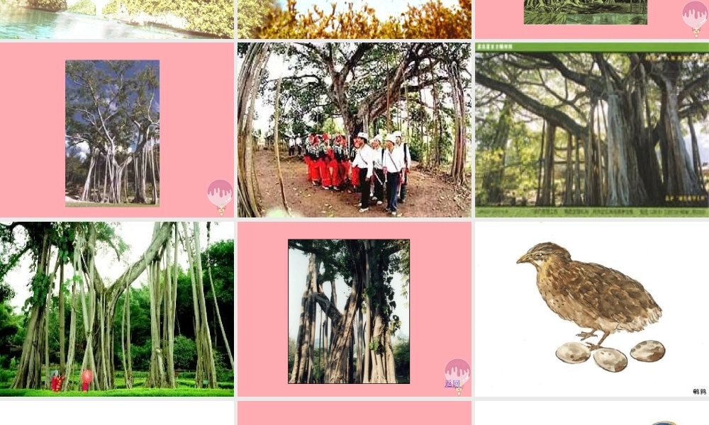 六年级语文上册 第4课 鸟的天堂课件6 西师大版-西师大版小学六年级上册语文课件