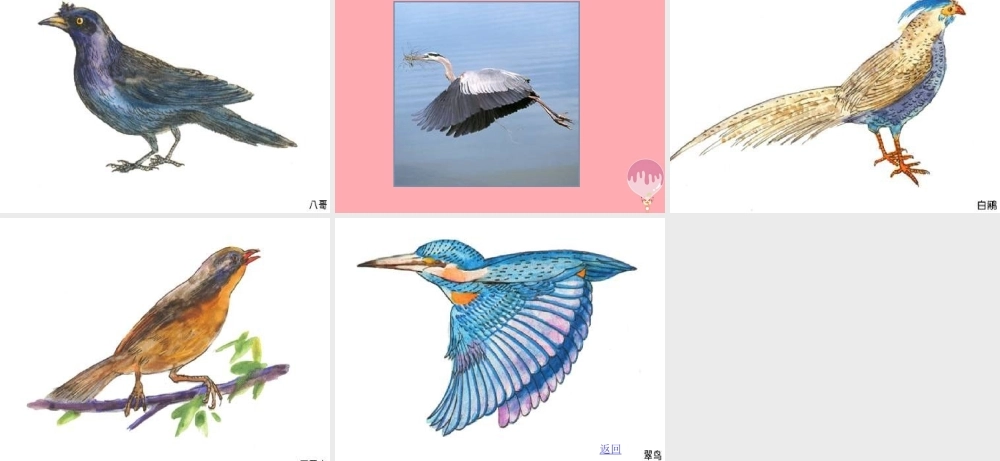 六年级语文上册 第4课 鸟的天堂课件6 西师大版-西师大版小学六年级上册语文课件