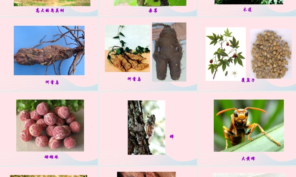 六年级语文上册 第5课《从百草园到三味书屋》课件2 沪教版-沪教版小学六年级上册语文课件