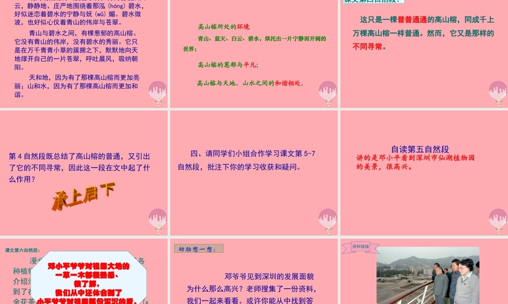 六年级语文上册 第6课 那棵高山榕课件2 西师大版-西师大版小学六年级上册语文课件