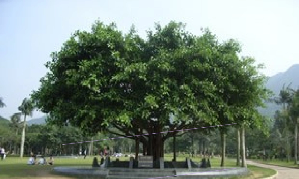 六年级语文上册 第6课 那棵高山榕课件5 西师大版-西师大版小学六年级上册语文课件