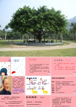 六年级语文上册 第6课 那棵高山榕课件5 西师大版-西师大版小学六年级上册语文课件