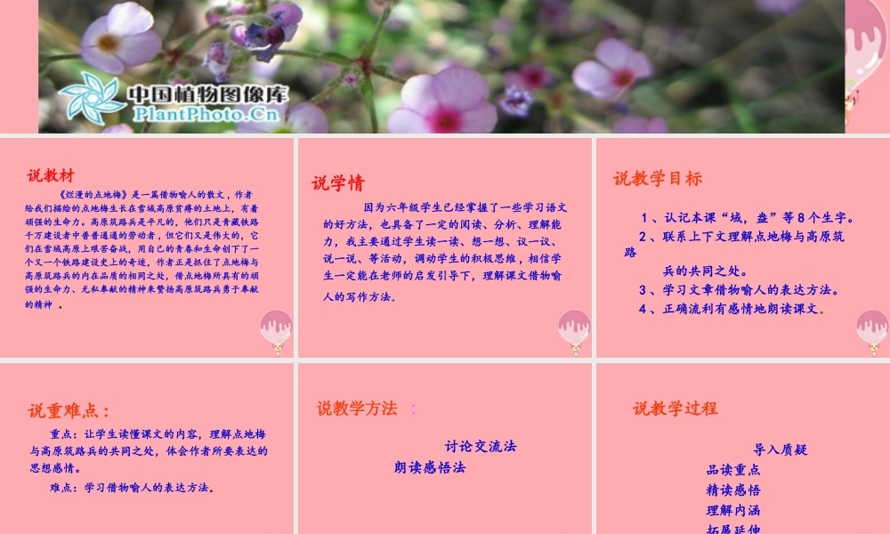 六年级语文上册 第9课 烂漫的点地梅课件1 西师大版-西师大版小学六年级上册语文课件