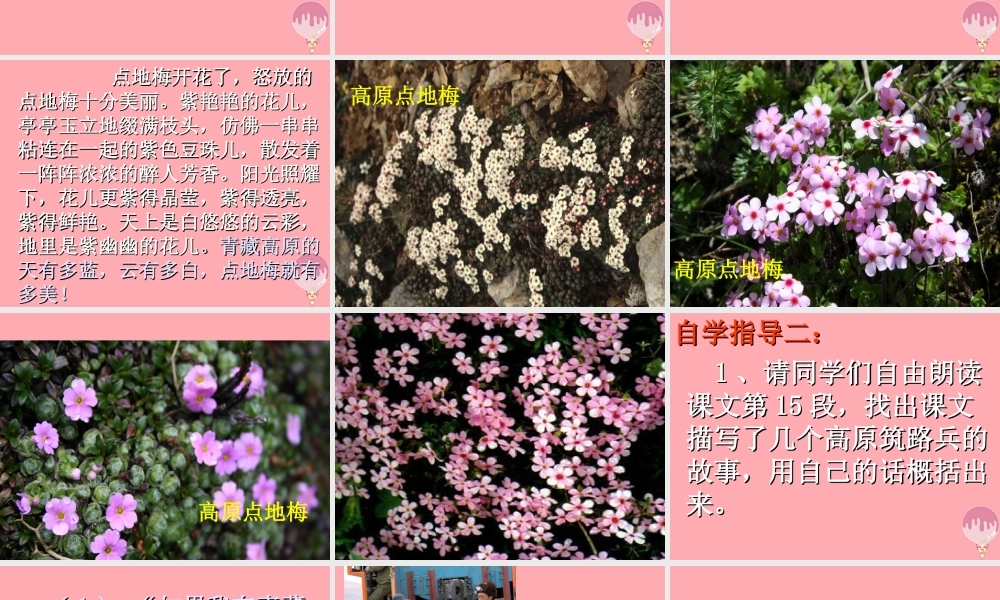 六年级语文上册 第9课 烂漫的点地梅课件2 西师大版-西师大版小学六年级上册语文课件