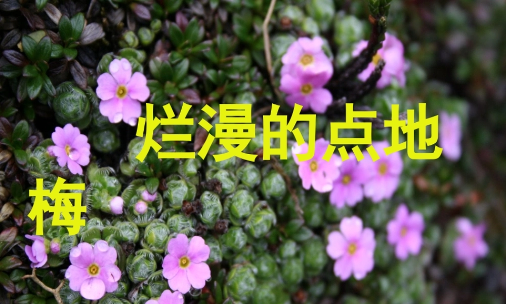 六年级语文上册 第9课 烂漫的点地梅课件3 西师大版-西师大版小学六年级上册语文课件