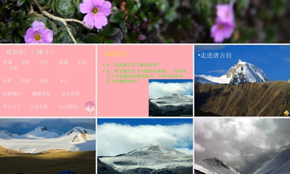 六年级语文上册 第9课 烂漫的点地梅课件3 西师大版-西师大版小学六年级上册语文课件