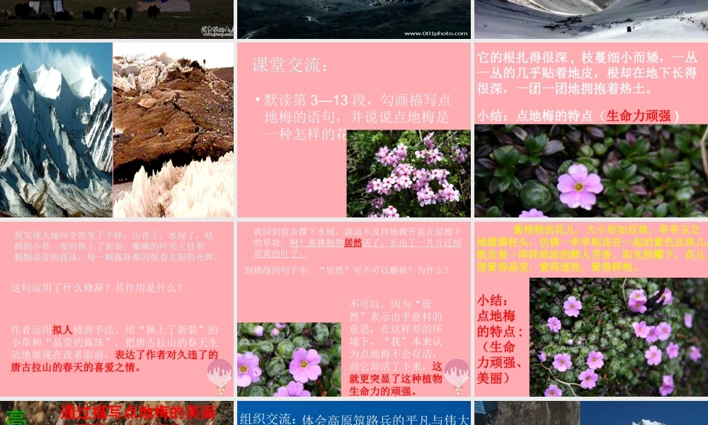 六年级语文上册 第9课 烂漫的点地梅课件3 西师大版-西师大版小学六年级上册语文课件