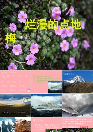 六年级语文上册 第9课 烂漫的点地梅课件3 西师大版-西师大版小学六年级上册语文课件