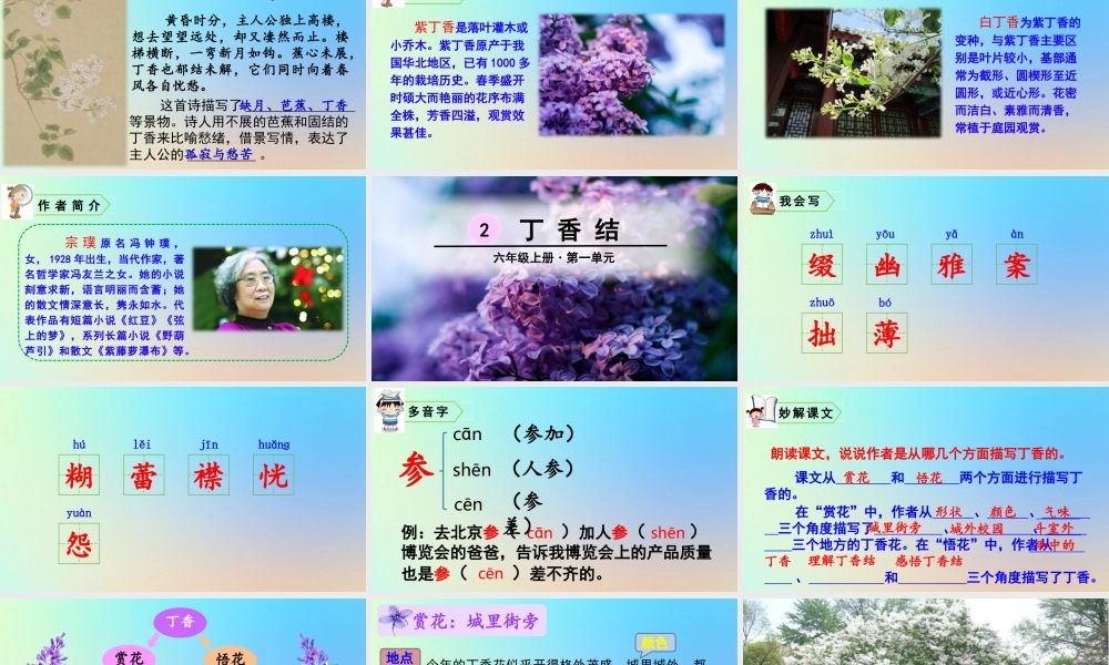 六年级语文上册 第一单元 2 丁香结课件 新人教版-新人教版小学六年级上册语文课件