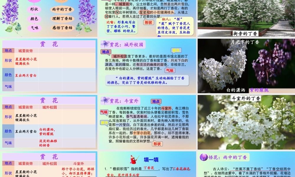 六年级语文上册 第一单元 2 丁香结课件 新人教版-新人教版小学六年级上册语文课件