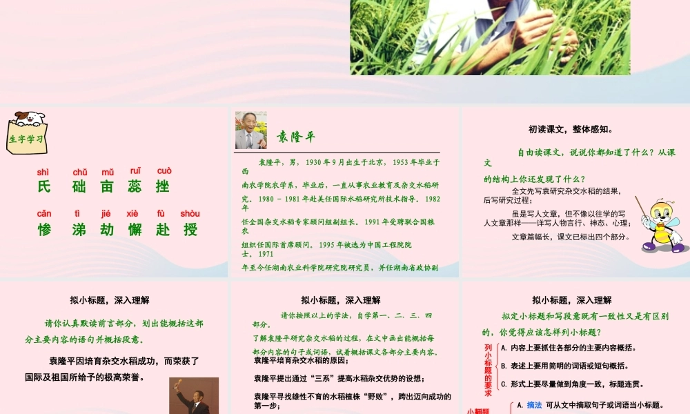 六年级语文上册 第一单元 3《世界杂交水稻之父》课件 北京版-北京版小学六年级上册语文课件