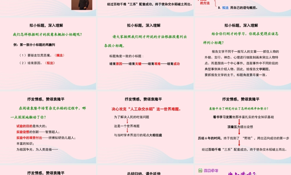 六年级语文上册 第一单元 3《世界杂交水稻之父》课件 北京版-北京版小学六年级上册语文课件