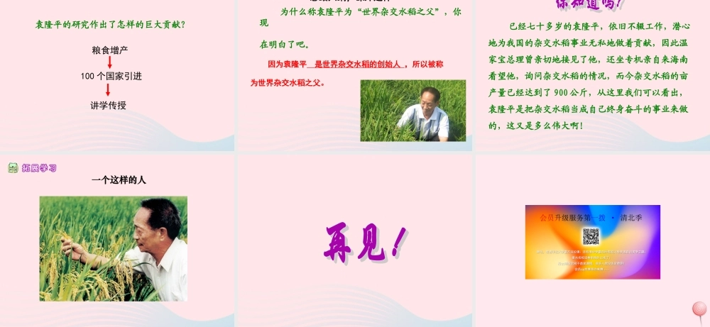 六年级语文上册 第一单元 3《世界杂交水稻之父》课件 北京版-北京版小学六年级上册语文课件