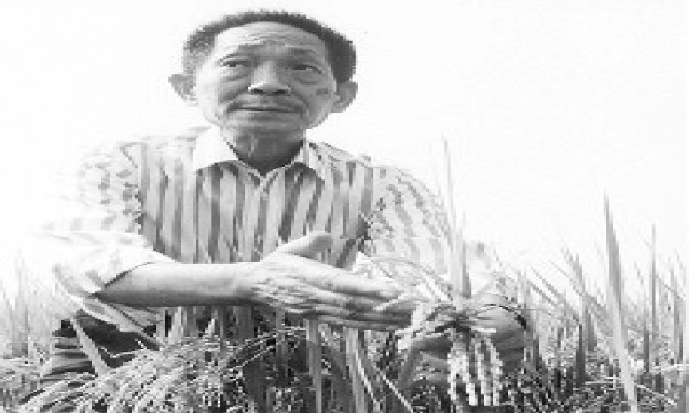 六年级语文上册 第一单元 3《世界杂交水稻之父》同步课件 北京版-北京版小学六年级上册语文课件