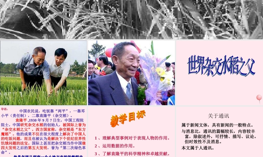 六年级语文上册 第一单元 3《世界杂交水稻之父》同步课件 北京版-北京版小学六年级上册语文课件