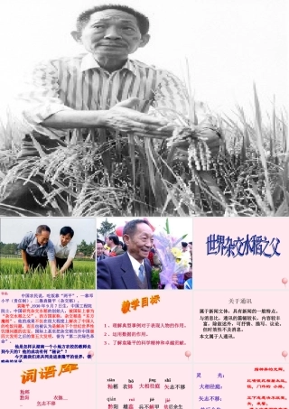六年级语文上册 第一单元 3《世界杂交水稻之父》同步课件 北京版-北京版小学六年级上册语文课件