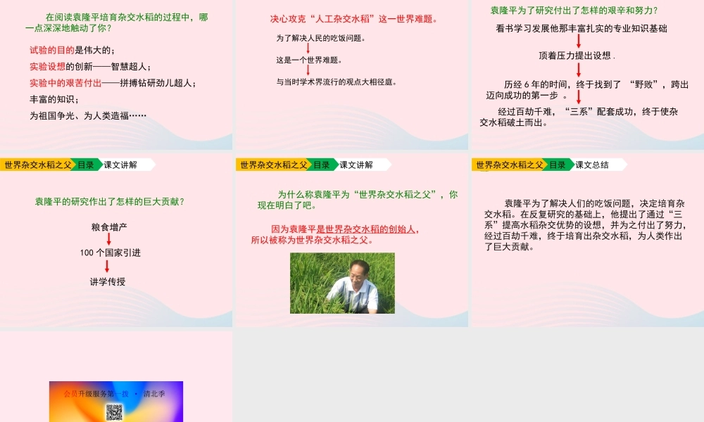 六年级语文上册 第一单元 3《世界杂交水稻之父》优秀课件 北京版-北京版小学六年级上册语文课件