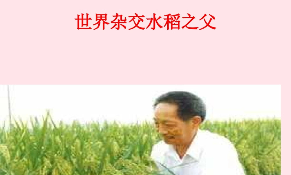 六年级语文上册 第一单元 3《世界杂交水稻之父》原创课件 北京版-北京版小学六年级上册语文课件