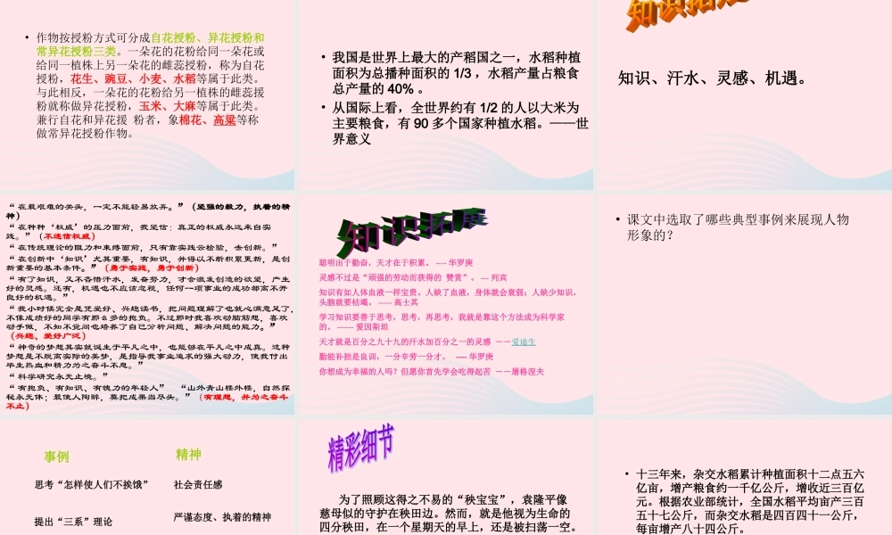 六年级语文上册 第一单元 3《世界杂交水稻之父》原创课件 北京版-北京版小学六年级上册语文课件