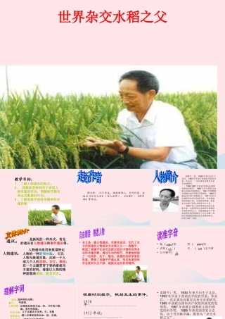 六年级语文上册 第一单元 3《世界杂交水稻之父》原创课件 北京版-北京版小学六年级上册语文课件