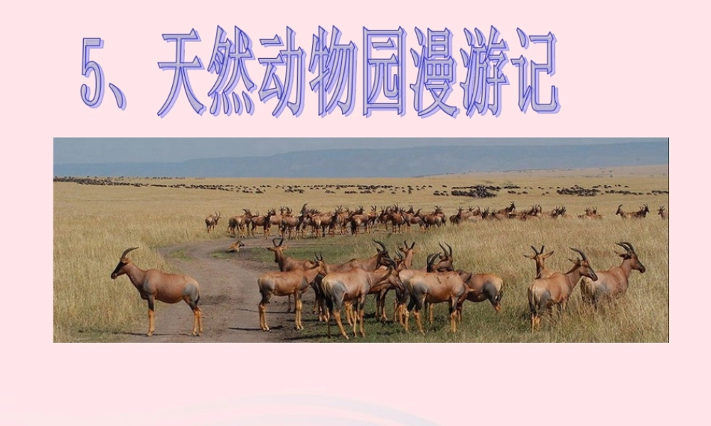 六年级语文上册 第二单元 5《天然动物园漫游记》精品课件 北京版-北京版小学六年级上册语文课件