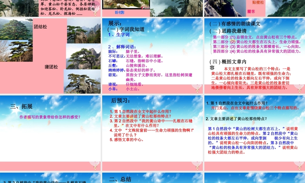 六年级语文上册 第七单元 黄山松课件1 湘教版-湘教版小学六年级上册语文课件