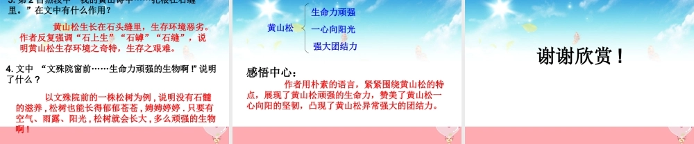 六年级语文上册 第七单元 黄山松课件1 湘教版-湘教版小学六年级上册语文课件