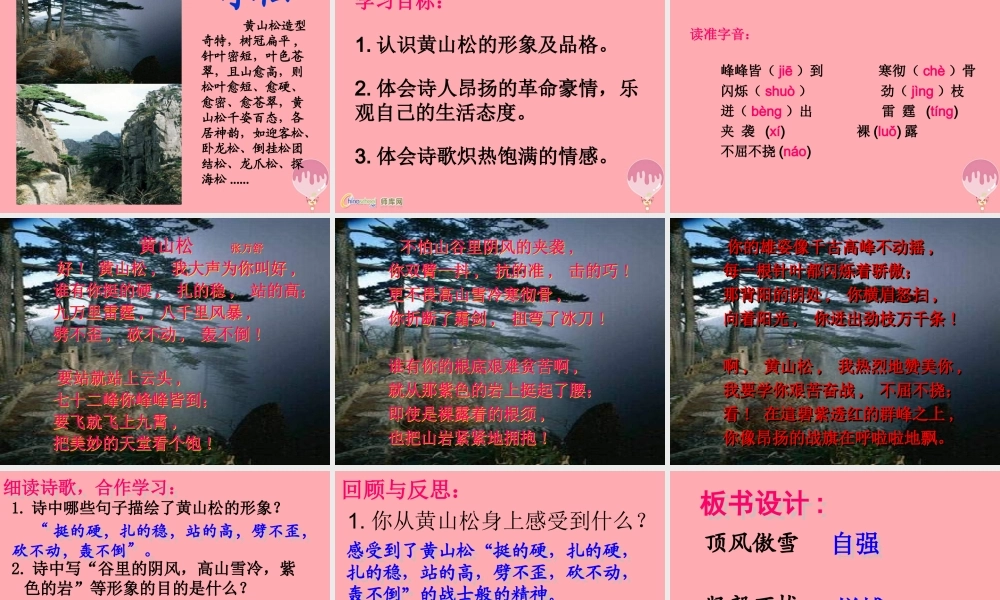 六年级语文上册 第七单元 黄山松课件2 湘教版-湘教版小学六年级上册语文课件