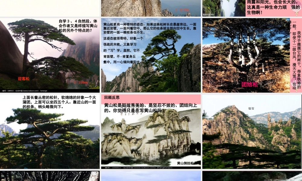 六年级语文上册 第七单元 黄山松课件3 湘教版-湘教版小学六年级上册语文课件