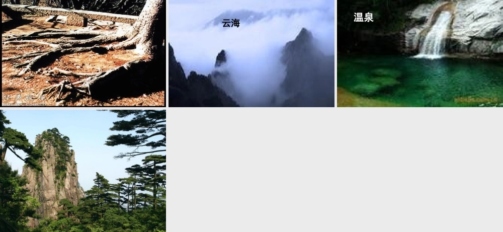 六年级语文上册 第七单元 黄山松课件3 湘教版-湘教版小学六年级上册语文课件