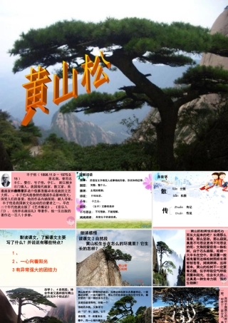 六年级语文上册 第七单元 黄山松课件3 湘教版-湘教版小学六年级上册语文课件