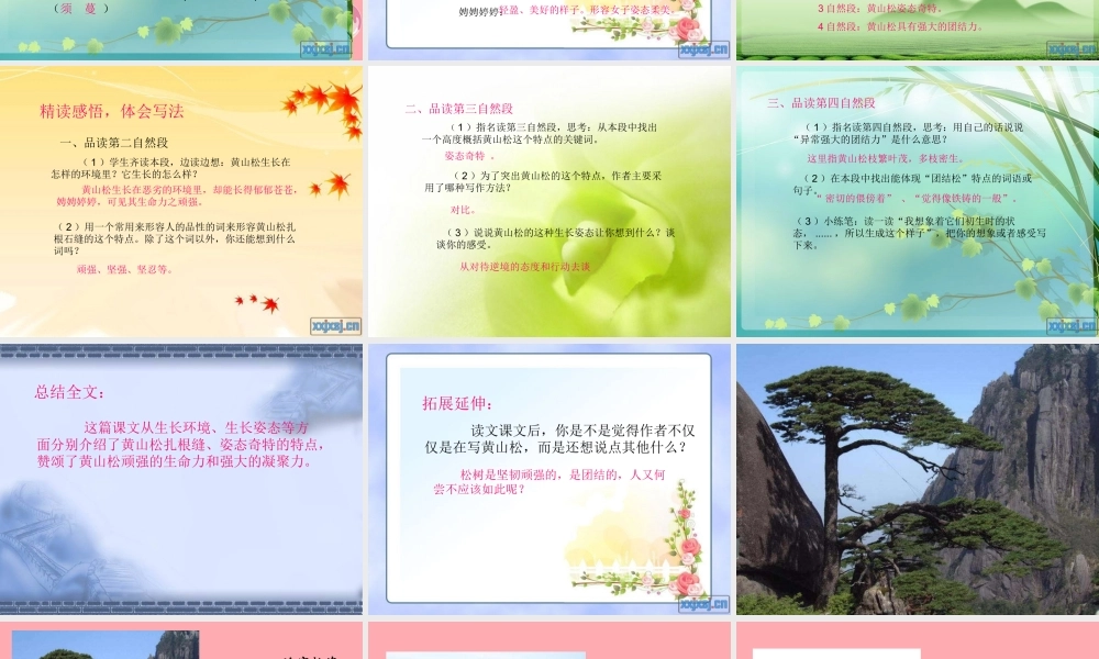 六年级语文上册 第七单元 黄山松课件4 湘教版-人教版小学六年级全册语文课件