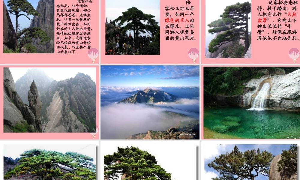 六年级语文上册 第七单元 黄山松课件4 湘教版-人教版小学六年级全册语文课件