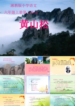 六年级语文上册 第七单元 黄山松课件4 湘教版-人教版小学六年级全册语文课件