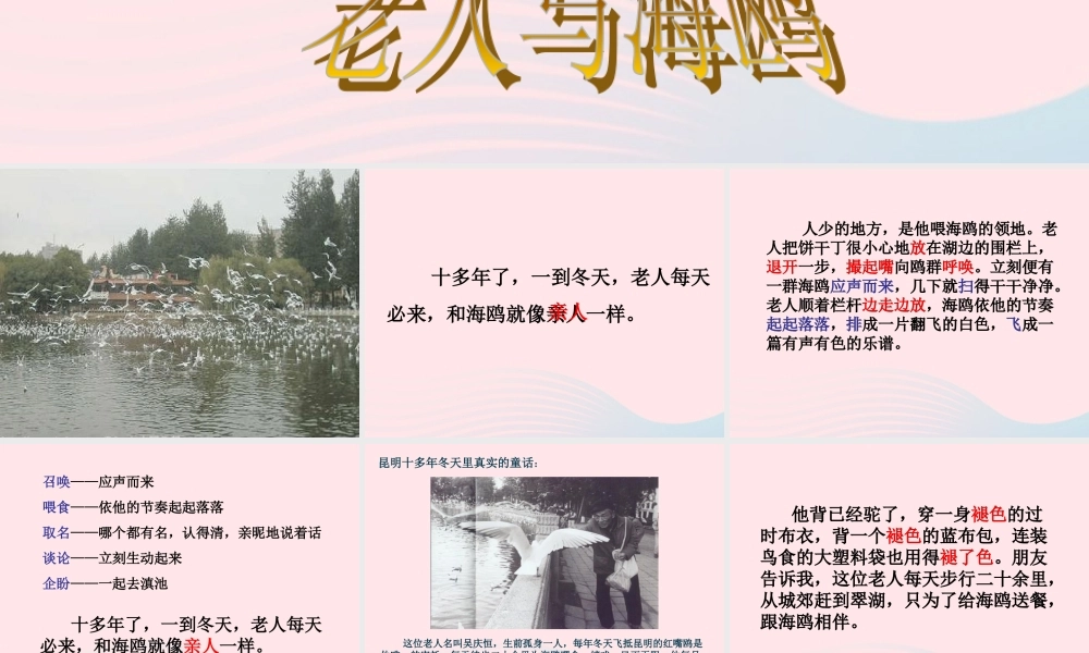 六年级语文上册 第七组 21 老人与海鸥课件4 新人教版-新人教版小学六年级上册语文课件