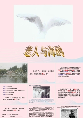 六年级语文上册 第七组 21 老人与海鸥课件4 新人教版-新人教版小学六年级上册语文课件