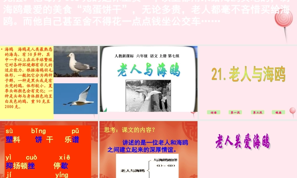 六年级语文上册 第七组 21老人与海鸥课堂教学课件1 新人教版-新人教版小学六年级上册语文课件