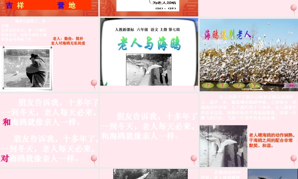 六年级语文上册 第七组 21老人与海鸥课堂教学课件1 新人教版-新人教版小学六年级上册语文课件