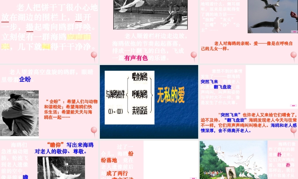 六年级语文上册 第七组 21老人与海鸥课堂教学课件1 新人教版-新人教版小学六年级上册语文课件