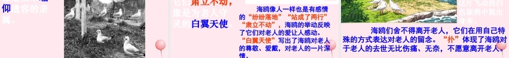 六年级语文上册 第七组 21老人与海鸥课堂教学课件1 新人教版-新人教版小学六年级上册语文课件