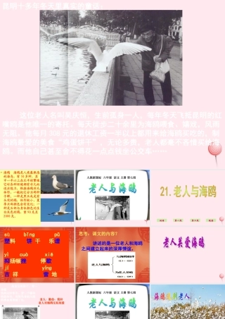 六年级语文上册 第七组 21老人与海鸥课堂教学课件1 新人教版-新人教版小学六年级上册语文课件
